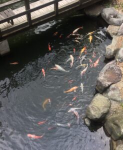 本日は🌸