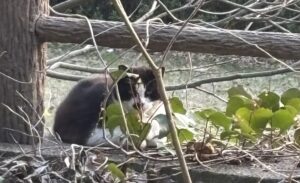 鶯谷の†_(･ω･*)β.｡.:*･ﾟ