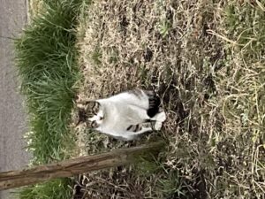 鶯谷の†_(･ω･*)β.｡.:*･ﾟ