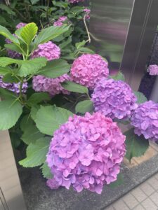 ありがとう
